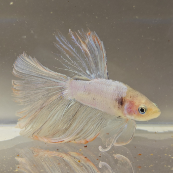 betta splendens man