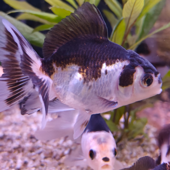 oranda (panda)