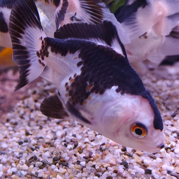 oranda (panda)
