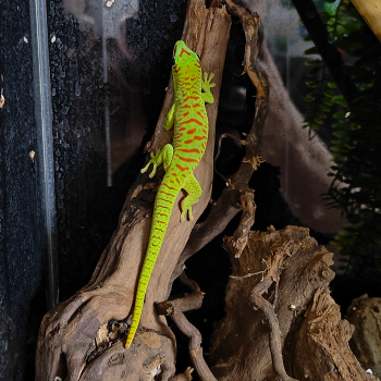 phelsuma grandis