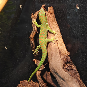 phelsuma grandis