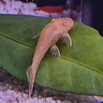 Ancistrus cf. cirrhosus (goud)