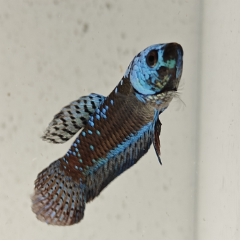 Betta species (man) Alien samurai green