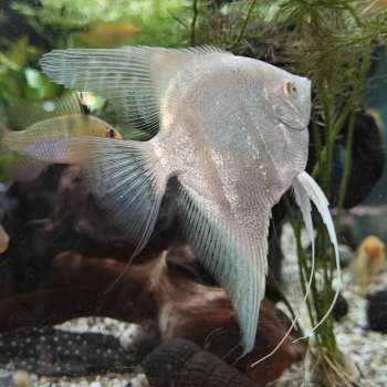 pterophylum scalare (platina blauw)