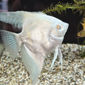 pterophylum scalare (platina blauw)