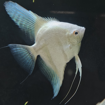 pterophylum scalare (platina blauw)