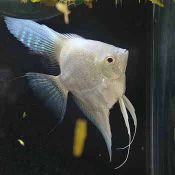 pterophylum scalare (platina blauw)
