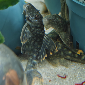 L-106 Hemiancistrus guahiborum