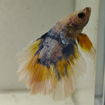 betta splendens man