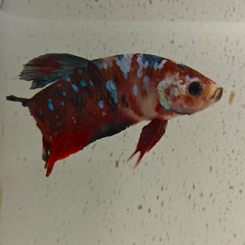 betta splendens man