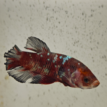 betta splendens man