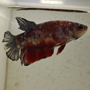 betta splendens man