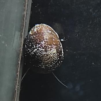 neritina species