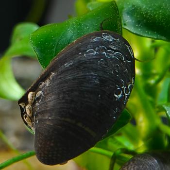 neritina species