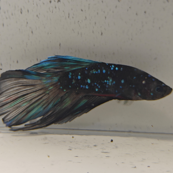 betta splendens man