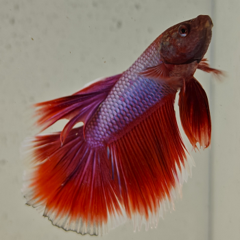 betta splendens man