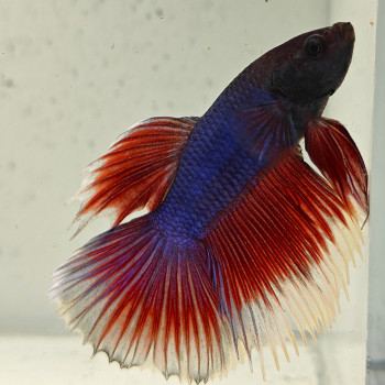 betta splendens man