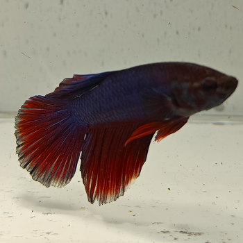 betta splendens man