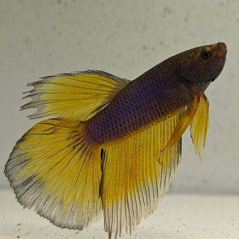 betta splendens man