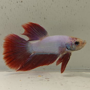 betta splendens man