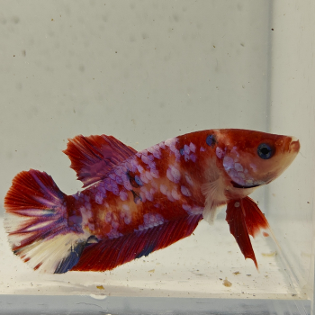 betta splendens man