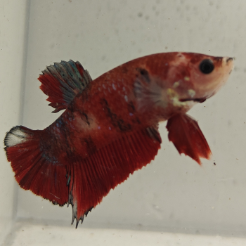 betta splendens man