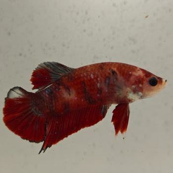 betta splendens man