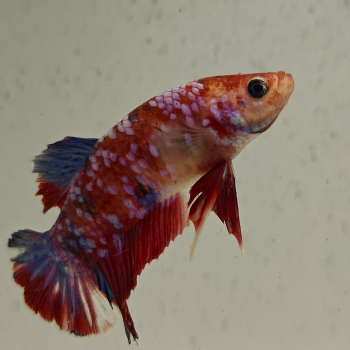 betta splendens man