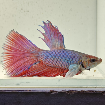 betta splendens man