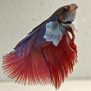 betta splendens man