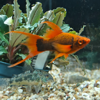 Xiphophorus helleri (Zwart Hoogvin)