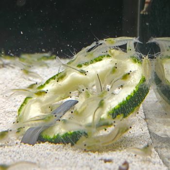 Caridina Japonica (snowwhite)