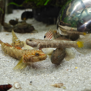 Rhinogobius species