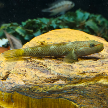 Rhinogobius species