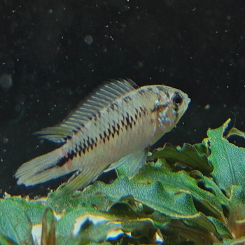 apistogramma borelli