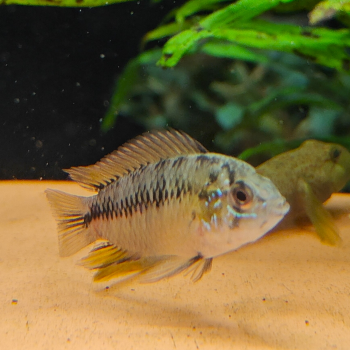 apistogramma borelli