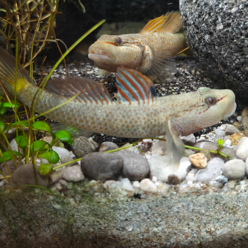 Rhinogobius species