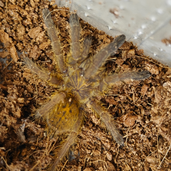 Pterinochilus murinus 