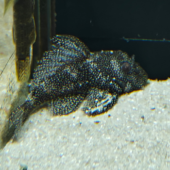 L-262 hypancistrus species