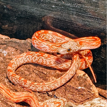 Pantherophis guttata