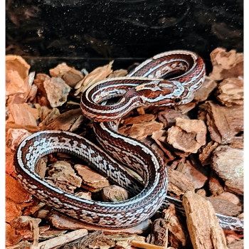 Pantherophis guttata