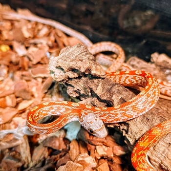 Pantherophis guttata