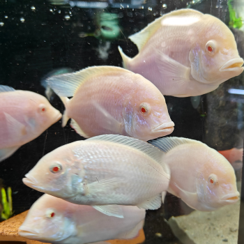 cyrtocara moori (albino)