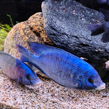 Placidochromis phenochilus