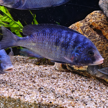 Placidochromis phenochilus