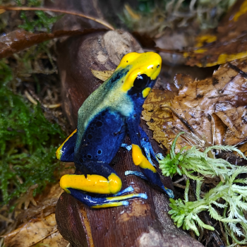 Dendrobates tinctorius “Tumucumaque”