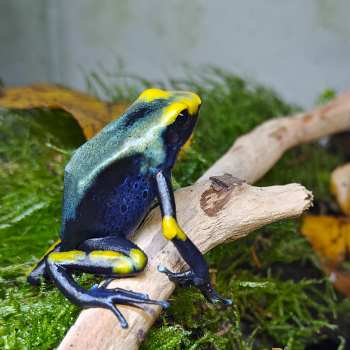 Dendrobates tinctorius “Tumucumaque”