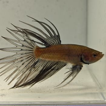 betta splendens man