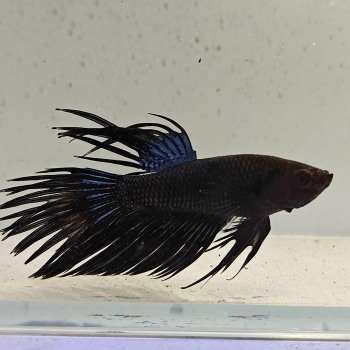 betta splendens man