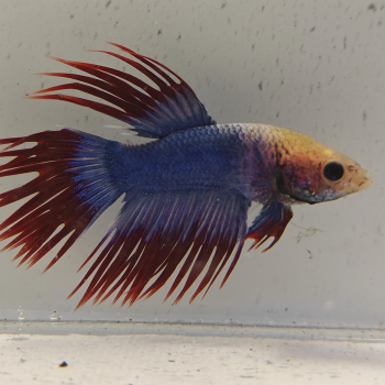 betta splendens man